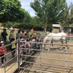 Primaria Excursión granja (1)